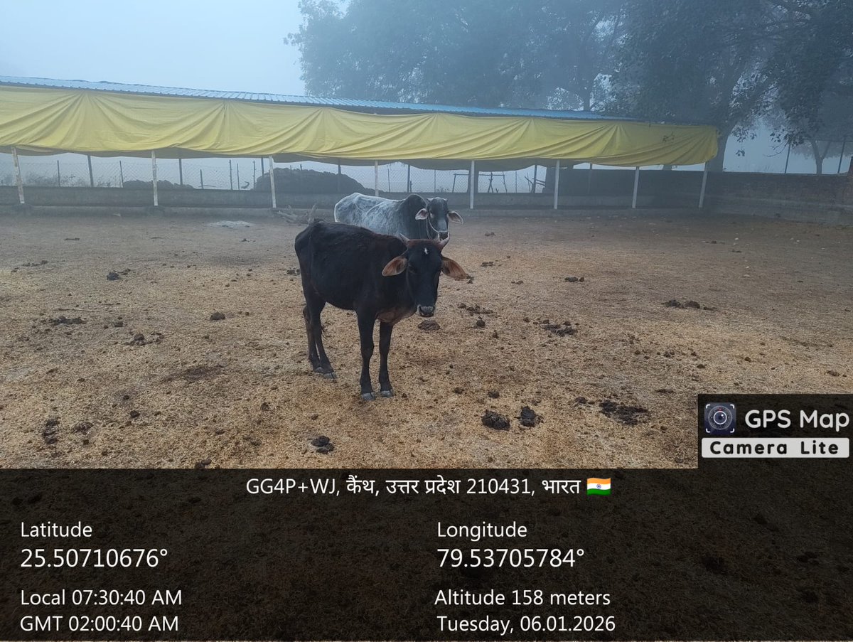 news21national's tweet photo. #Hamirpur : ठिठुरन और लापरवाही में गौवंशों की मौत, ग्रामीण नाराज
#AnimalWelfare #CowShelterNegligence #HumirpurNews #RuralIssues #DMAlert #BreakingNews #LatestNews #News21National
@dmhamirpurup https://t.co/Zp0UcEBJJw