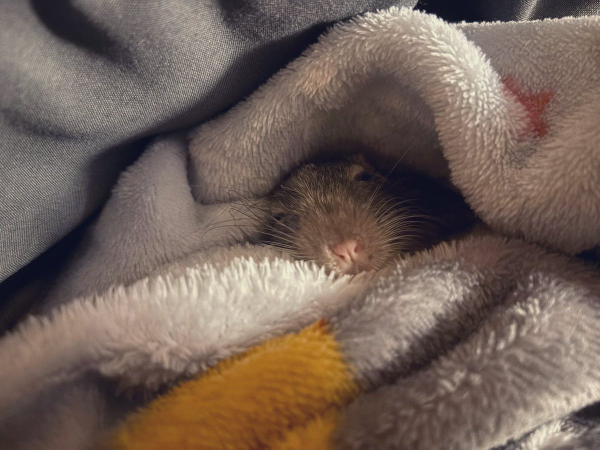 azuki2252's tweet photo. AM3:00  🐭 https://t.co/EghJwqKENM