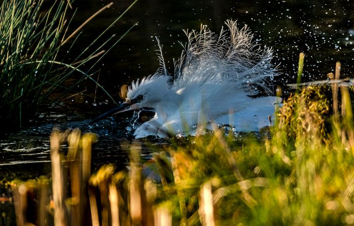 Art of the Day! "Little Egret". Buy at: ArtPal.com/nortoncliff?i=…