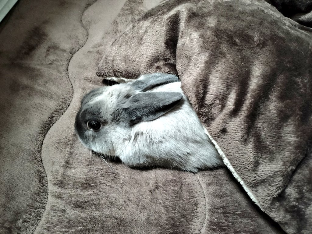 こたつで温まる🐰♨️