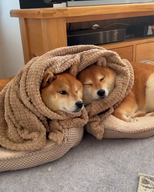 dogssaveworld's tweet photo. https://t.co/bRENYjVRKy