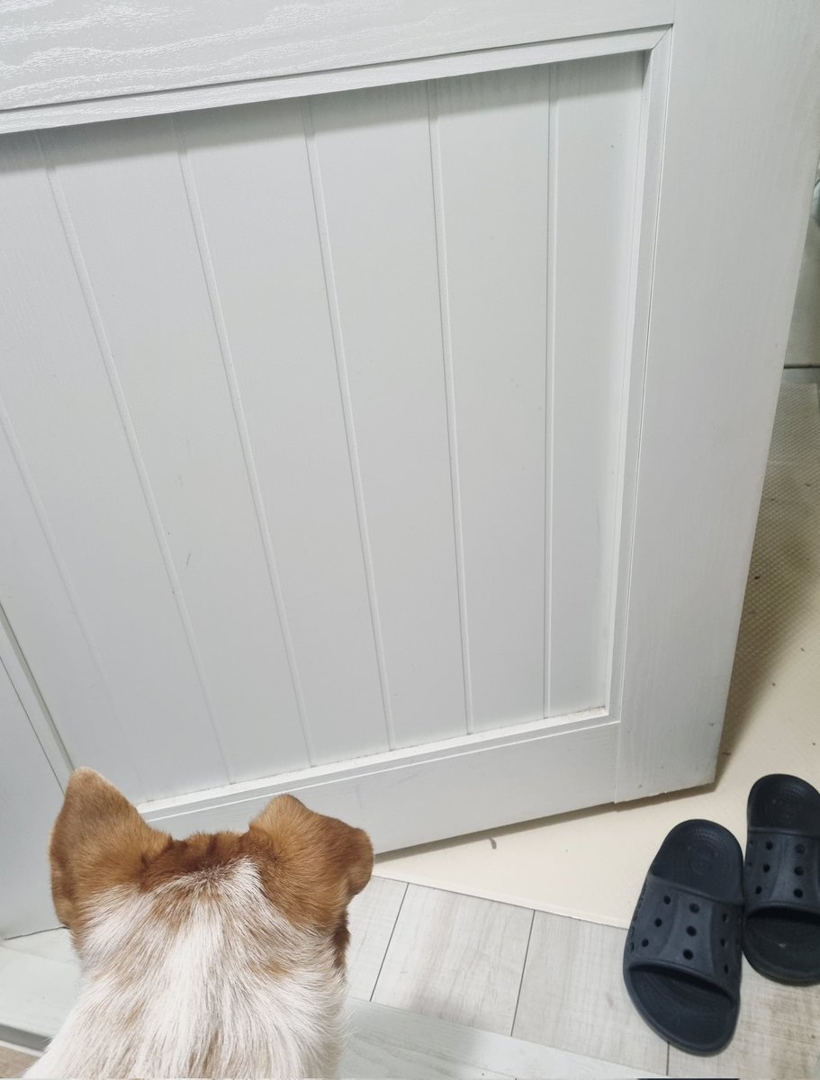 마일로 어이없고 귀여운 점
문이 이만큼 열려있음 집에 못 들어가요
문을 못 미는 쫄보라..

#가족찾는마일로