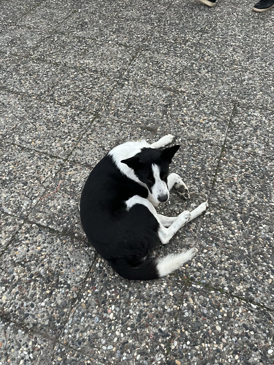 İzmir Karşıyaka Bostanlı köpeğini kaybeden var mı? Tasmalı çok temiz ve burada ilk defa gördüm. <a href="/minkominkom/">Murat K.</a> <a href="/nesliko/">Neslihan</a> <a href="/bendogurdum/">🪼Denizanası 🪼</a> <a href="/Sefmiomm/">cucucu Gece & Gündüz</a>