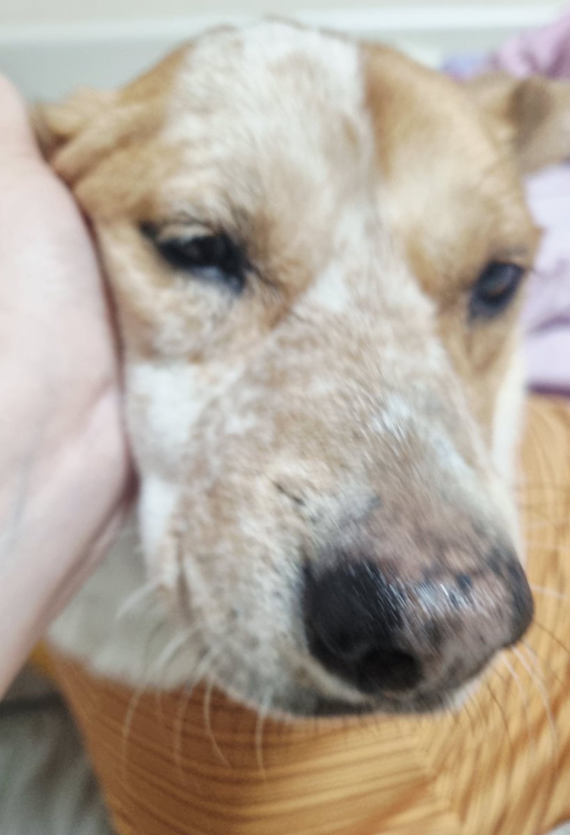 집에 와서 살짝 불만인 상태로 쉬어요
날씨 좋을 땐 밖에 누워있고 싶어하는 편이에요
여유있을 땐 좀 앉아있다 오기도 하는데
오늘은 일이 너무 많아서 안 됨

#가족찾는마일로