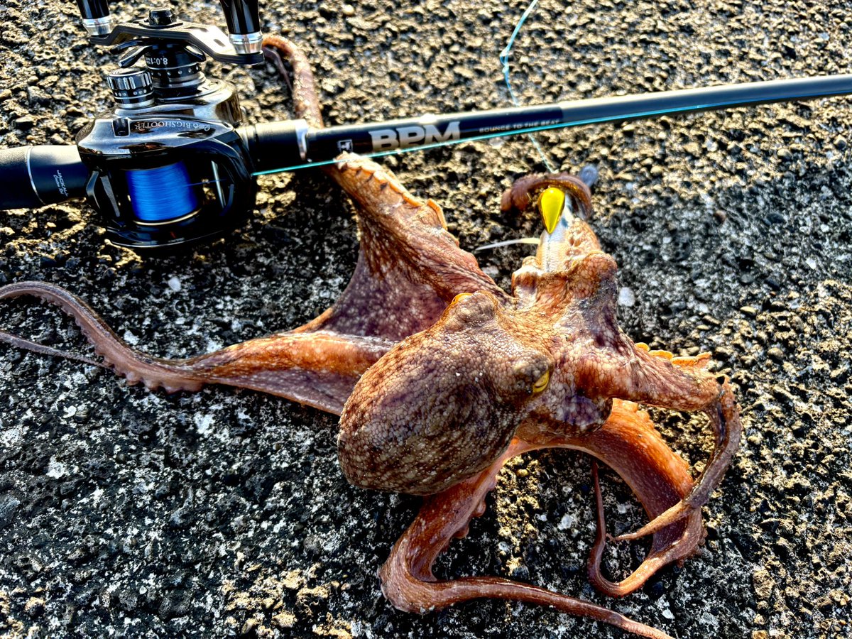 kAz_Fishing_35's tweet photo. やはりサイズが… https://t.co/hbiHrjIV7g