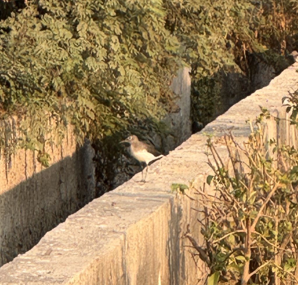 nisharai_ggc's tweet photo. On a little sunshine day #birds too come out and chirp in joy on a chilly winter mornings
#IndiAves
#NatureTuesday
#birdwatching
@ParveenKaswan https://t.co/NuHqF6dKmq