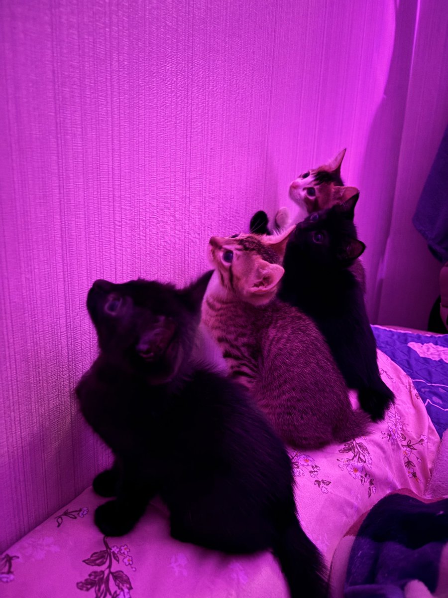 Cimoy🦭 tweet media