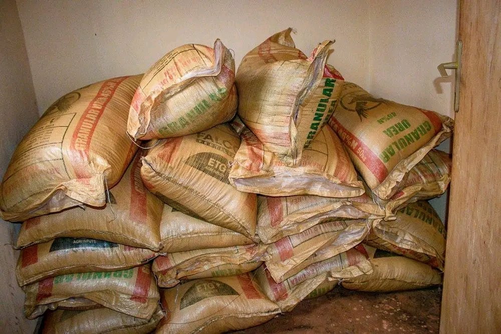 GoGomedia1's tweet photo. #Gitega : Ifumbire ikoze ibara

 Ifumbire yo mu bwoko bwa Urée ingana n'imifuko 107 n'igice ni ukuvuga ibiro 5375 kg niyo yafatanywe uwitwa  Irankunda Ezéchiel na Nkengurutse Jean Marie bo muri komine Gitega zone #Mubuga umutumba #Mubuga kuri uyu wambere igenekerezo rya 5/1/2025 https://t.co/9Ovcseg52i