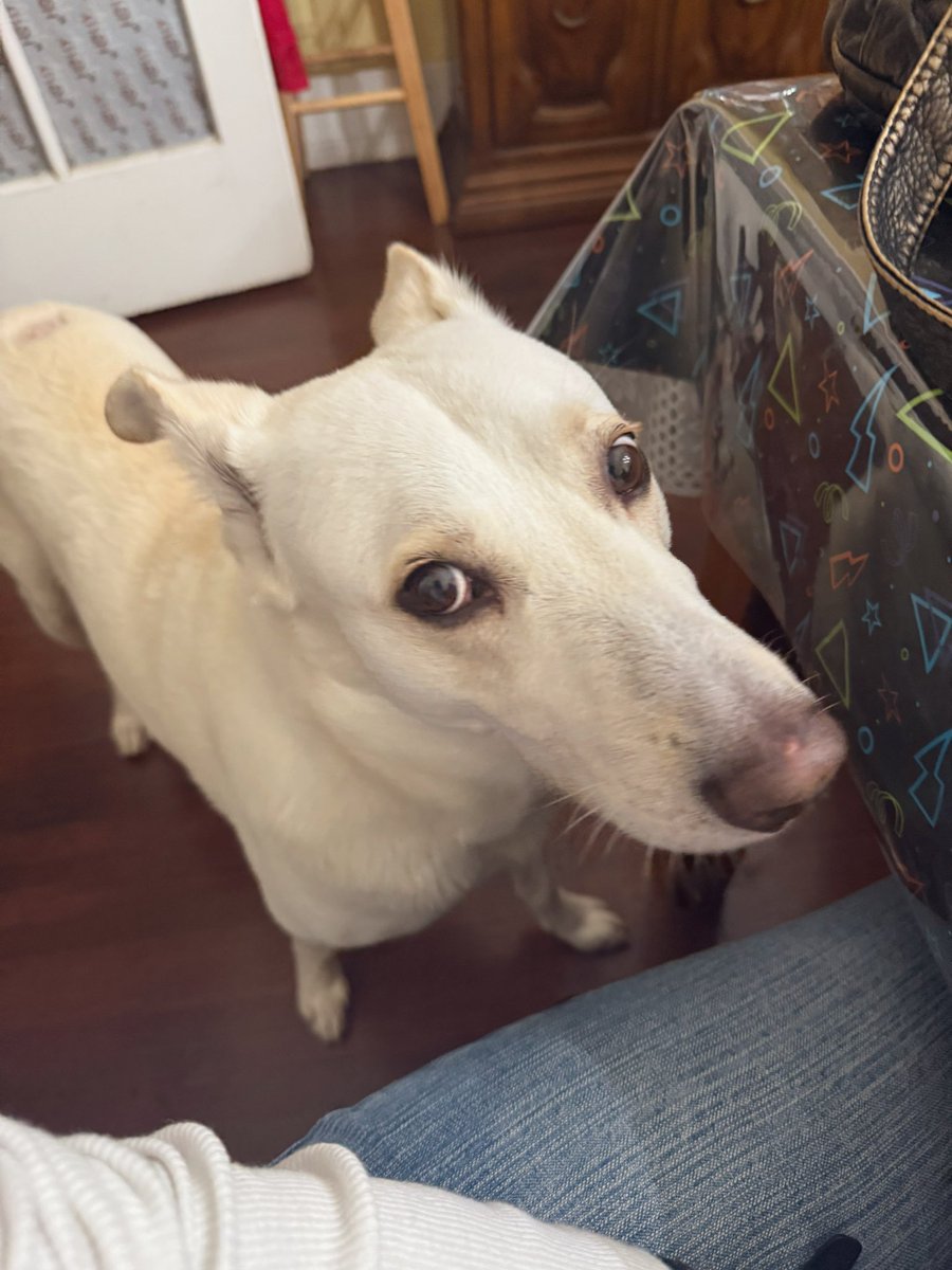 pillwprncess's tweet photo. pets always like me I think that’s a good thing :0 https://t.co/000TtHnZbh