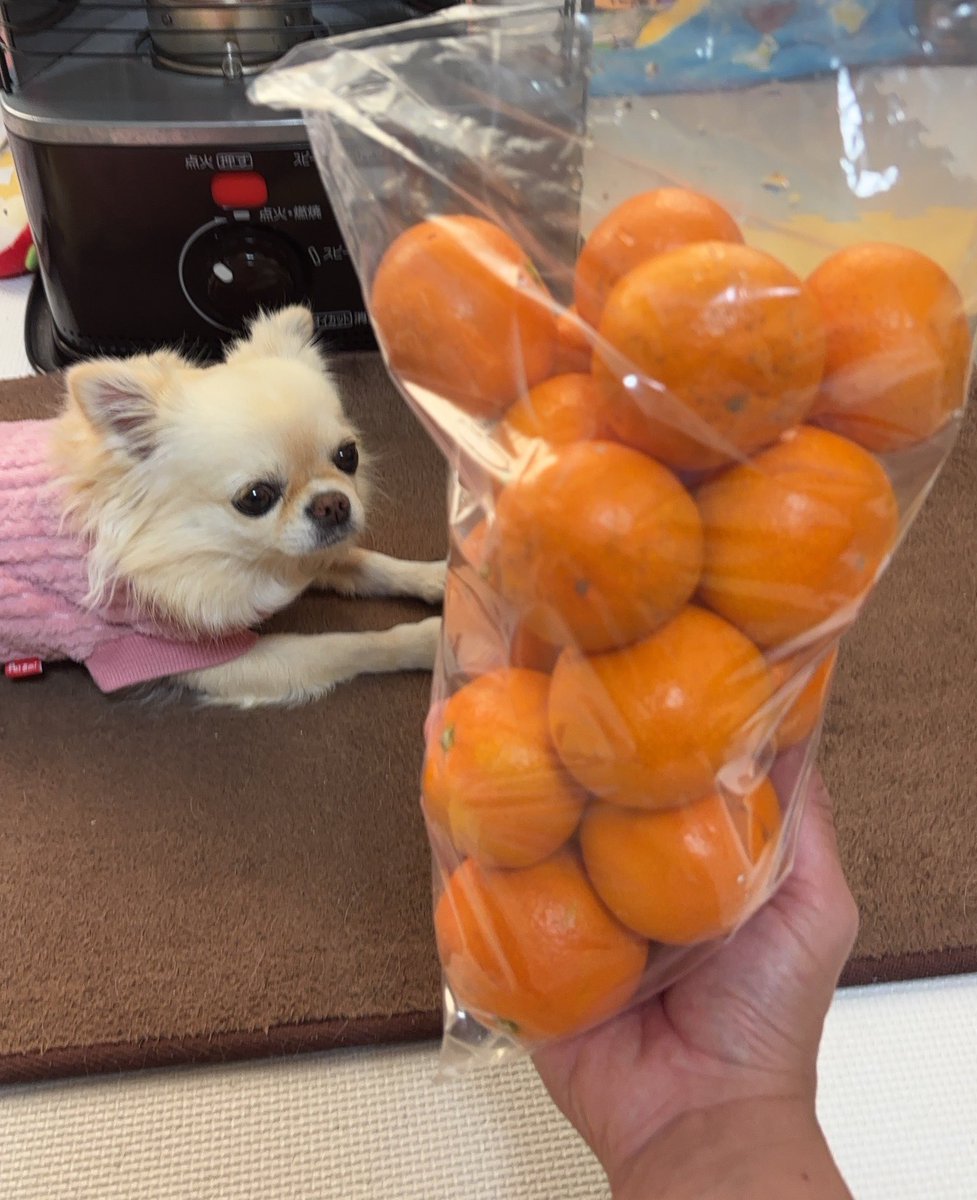 南伊勢町のみかん🍊