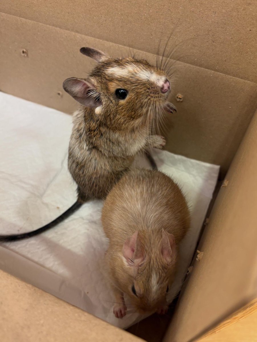 【お迎え報告】✨✨
デグーのサンドパイドとアグーチパイドの2匹がお迎え決まりました！！
青森から4時間かけてお迎えに来てくださり、せっかくならずっと一緒にいた方が寂しくないしきっと楽しいよねということで2匹一緒に決めてくださいました❤️
お幸せに💐
 #Ricky
 #ふれあいアニマルパークRicky