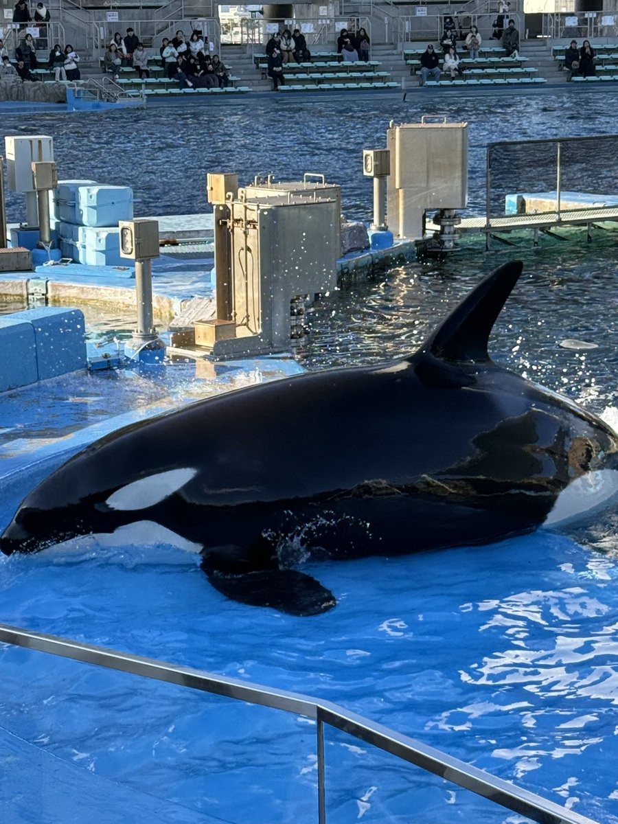 トモQoo@🌗 tweet media