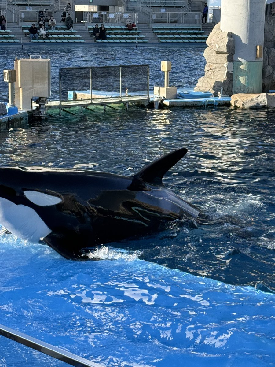 トモQoo@🌗 tweet media