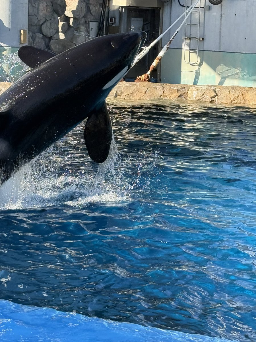 トモQoo@🌗 tweet media