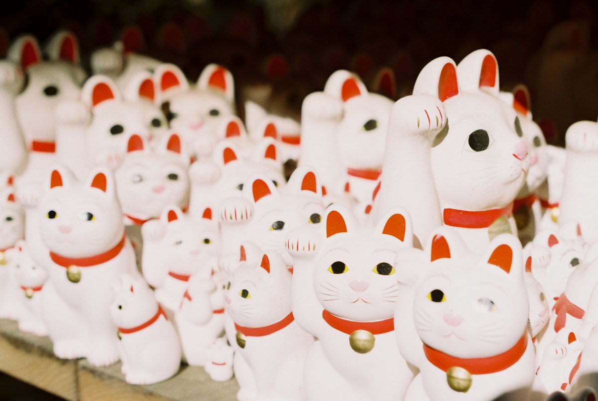 otomorihiro's tweet photo. 猫、猫、猫、猫
#チャンプカメラ
#フィルム https://t.co/CPV4j1vhwv