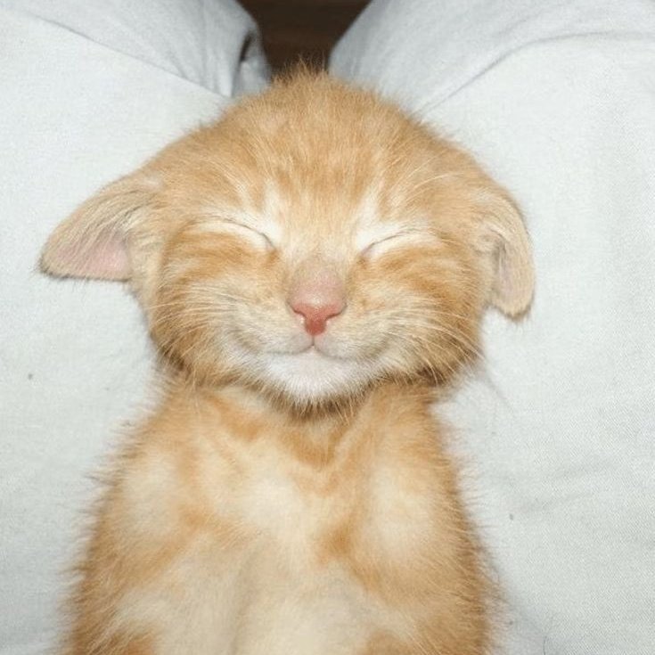 kittenwch's tweet photo. #клубромантики
друзья! второй ал позади, мы попрощались с  еще одной историей и пора проголосовать за топ! лайк шейр репост ❤️
https://t.co/mLD1BGNda1 https://t.co/6QzRNuphls