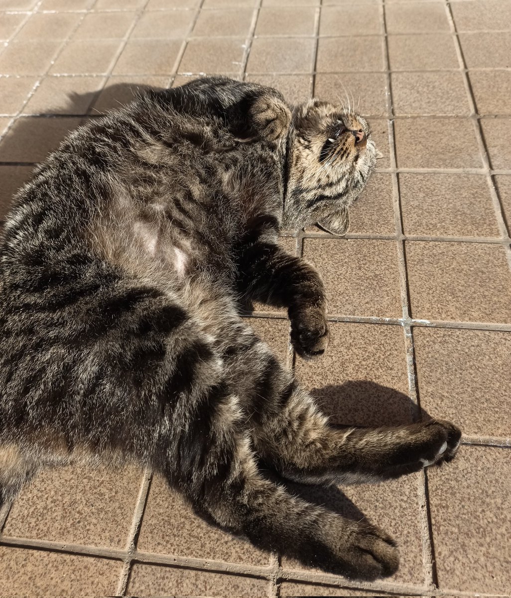 保護猫活動を続けるために継続的な寄付をお願いします | 野良猫もみな家族だよ, image size:1026x1200