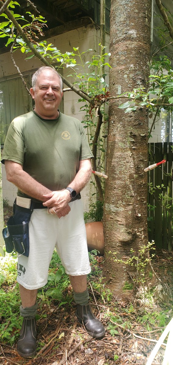 Kauri Rescue tweet media