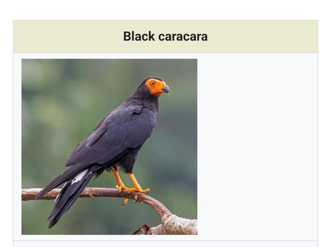 actual answer is really cool: it's hypothesized that smaller Caracara species (Genus Daptrius) fill the "Corvid" niche across a lot of Central and S America! 

Some even look a bit like lighter-colored Corvids at first glance.