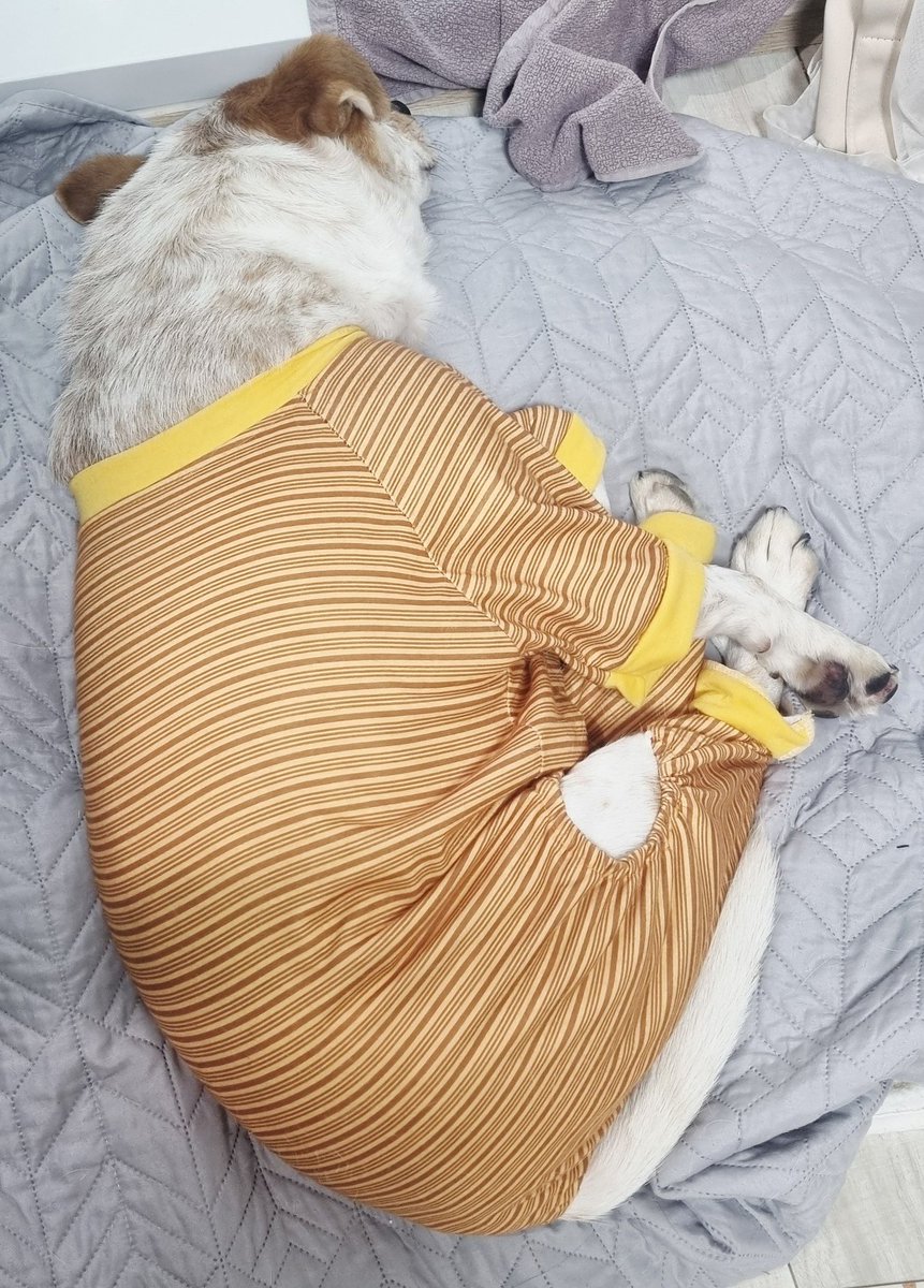 코코낸내 해요
진짜 맨날 이렇게 잘 잘거면서
왜 집에 안 온다고 하는지 알 수 없어요

관심받고 싶어서 그래..?

#가족찾는마일로