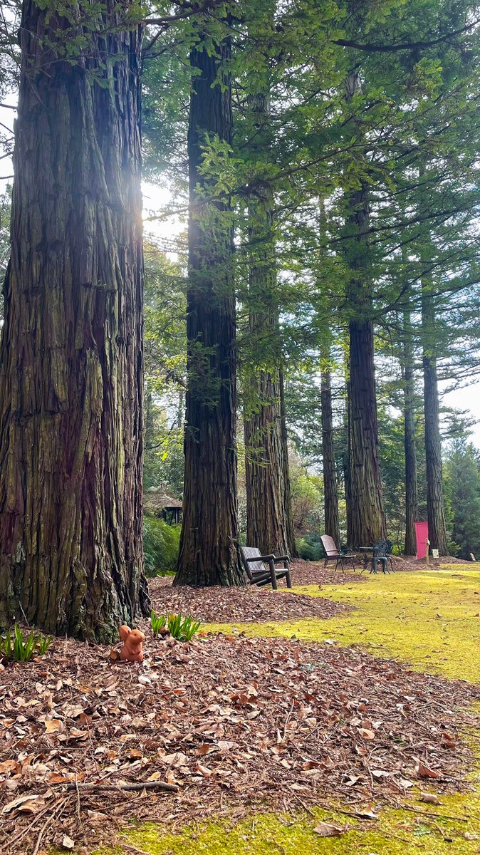 あけましておめでとうございます🎍

2026年は1月11日(日)より営業をスタートいたします。
なお、2月5日(木)までは冬季メンテナンスのため
【平日休み】【土日祝のみ営業】とさせていただきます。

今年もどうぞよろしくお願いいたします🙇

#レッドヒルヒーサーの森