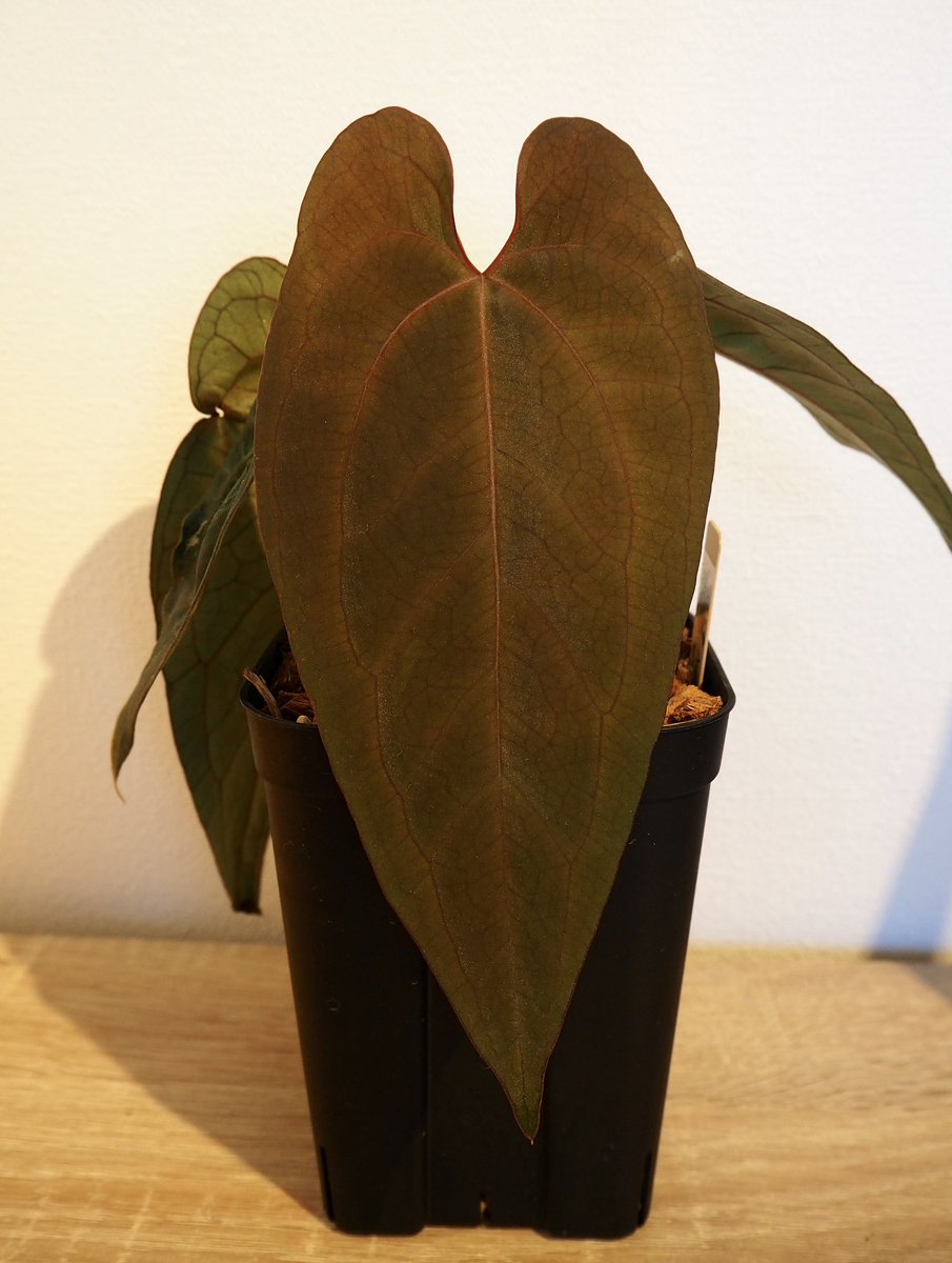 年末セール❗️超絶希少❗️アンスリウムレガレ ダークフォーム新葉展開中✨️ ぽん（acu's forest） (@acupom219) / Posts / X