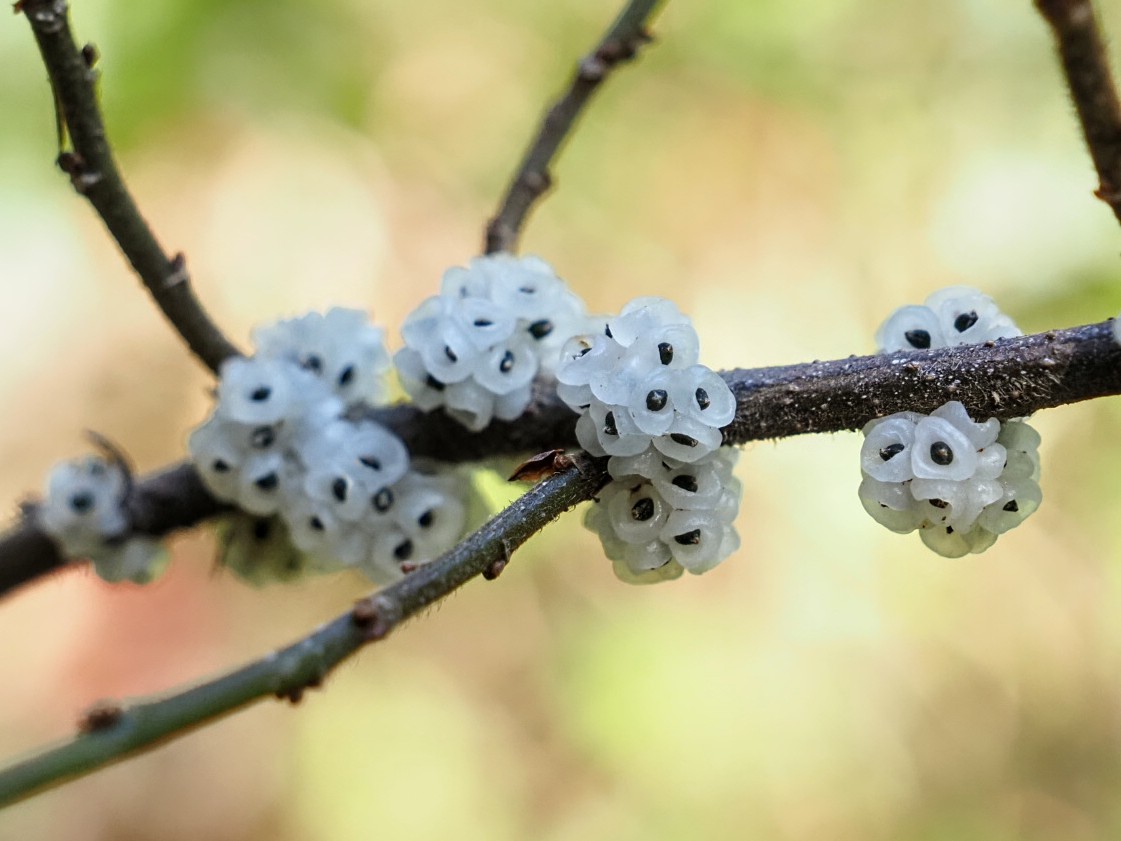 この時期に低山を歩いているとよく見かけます
「イワガネ」といって九州以南に生えてらしいのですが、特にきれいなわけでもないし、美味しそうでもないけれど
とても気になります
最近サボり気味の私ですが今年もよろしくお願いします🙇