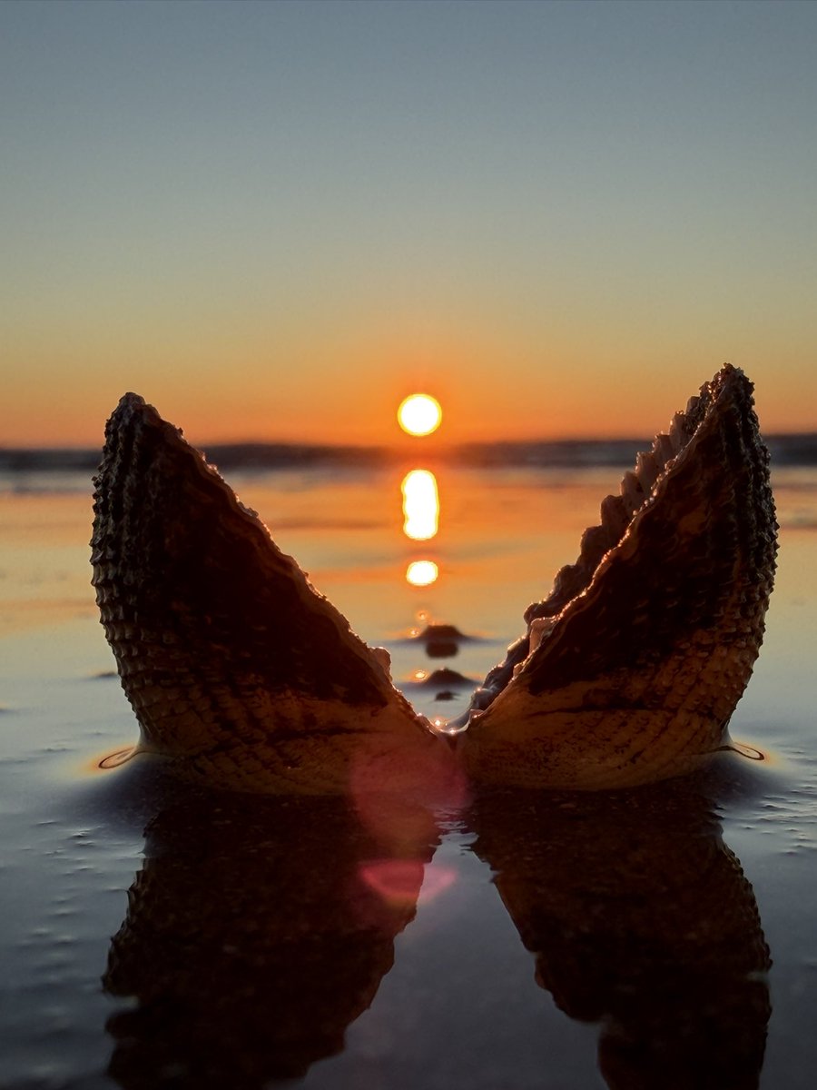 DollyHPN's tweet image. Sea, Shells &amp;amp; Sunrise ☀️🧡🐚

The most beautiful start to the day 

Good Morning ✨