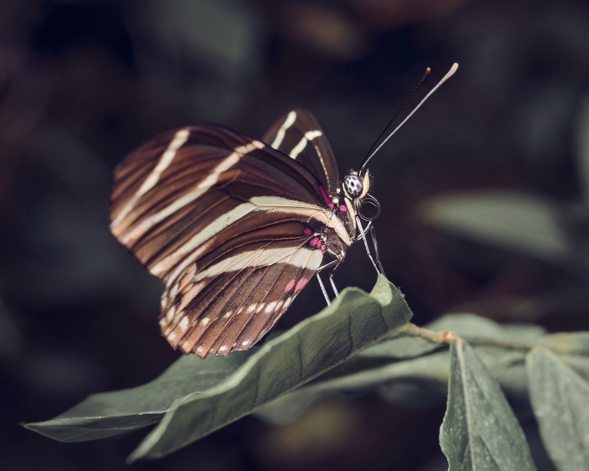 lowbassphotog's tweet photo. Ready for takeoff. #zebralongwing #heliconiuscharithonia #photography #wildlifephotography #animalphotography #macro #macrophotography #closeupphotography #butterfly #lepidoptera #insect #insectphotography #naturephotography #wildlife #apppicoftheweek #canonfavpic #captureone https://t.co/J2nph9YZEl