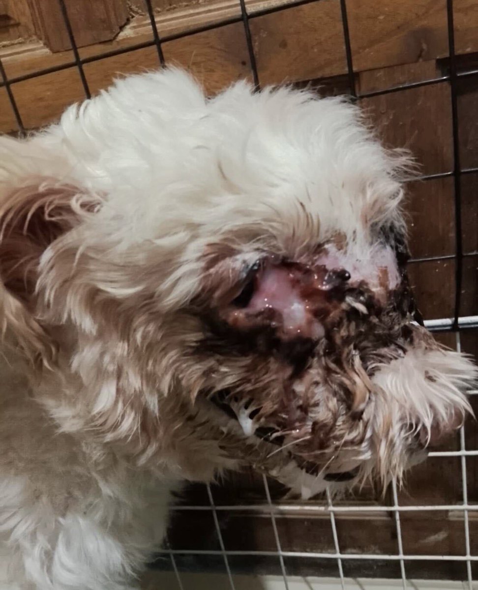 Her owners were distraught. They are not well off people. 

They came to us at Tina’s hospital hoping for some sort of miracle. 

Even I thought she might have to be put down when I saw her the first day (2/5)