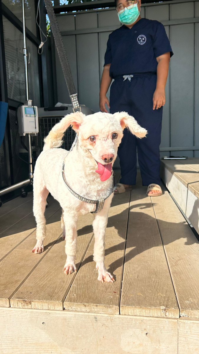 This is Doodles today after finishing her chemo. 

She has a clean bill of health. We expect a full recovery. 

The treatment was free. The owners over the moon. Doodles as good as new again ❤️ (5/5)