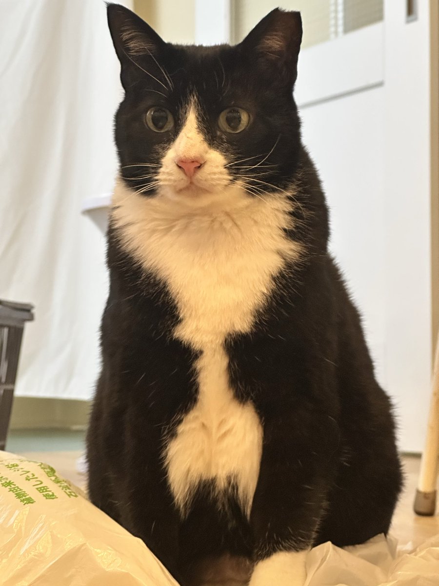 oookickooo's tweet photo. お正月太りしたかも。。。
（飼い主が） https://t.co/3MUSCi5qXI