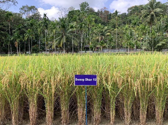 Historic milestone for #AndamanNicobar agriculture.
Seven crop varieties developed by #ICARCIARI dedicated to the nation: Dweep Dhan 7–10, Dweep Mung 1 &amp; 4, and Dweep Urd 1.
Biofortified, disease-resistant and high-yielding varieties.
Seeds now available for farmers.
