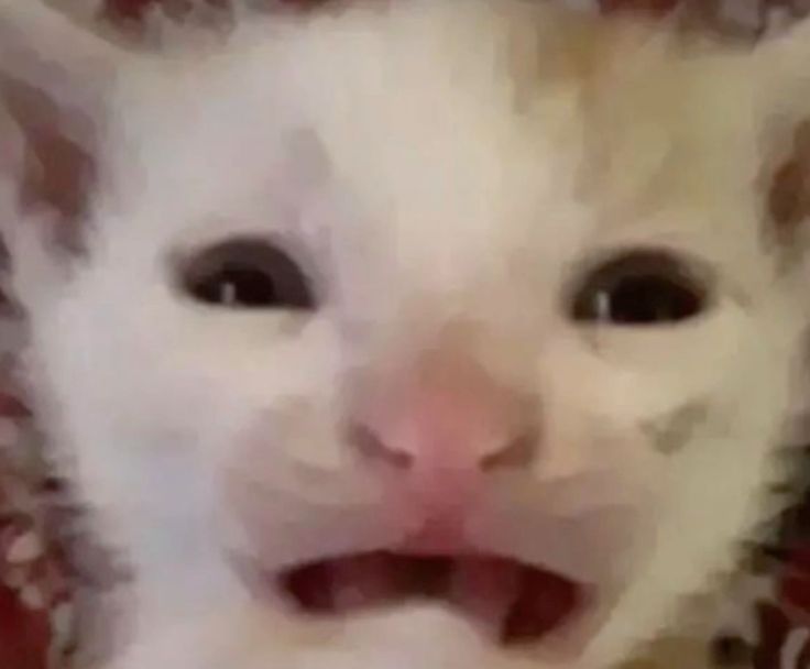 lemonuske's tweet photo. making a new #promotwt !!
- he/him / 22
- animals, gaming, anime, music
- i play alot of val, dead by daylight, minecraft, stardew valley, genshin!
- looking for more frens here
- ifb so likes and rt very much appreciated!
- some of my favourite animes are Tokyo ghoul, AOT, etc! https://t.co/h7Vbsu80ND