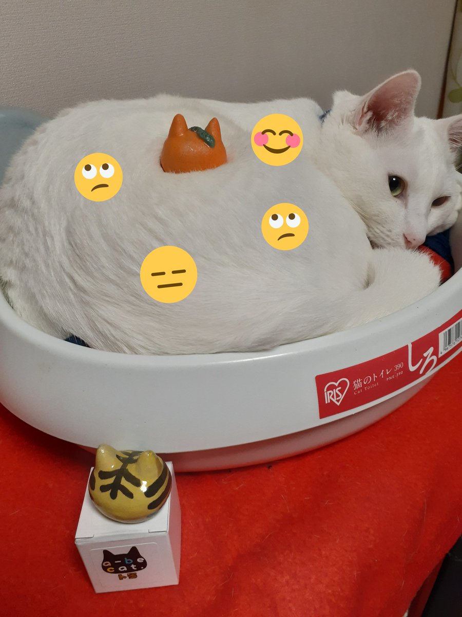 はるるん (@RNPrJ9xfX3PSoaA) / Posts / X