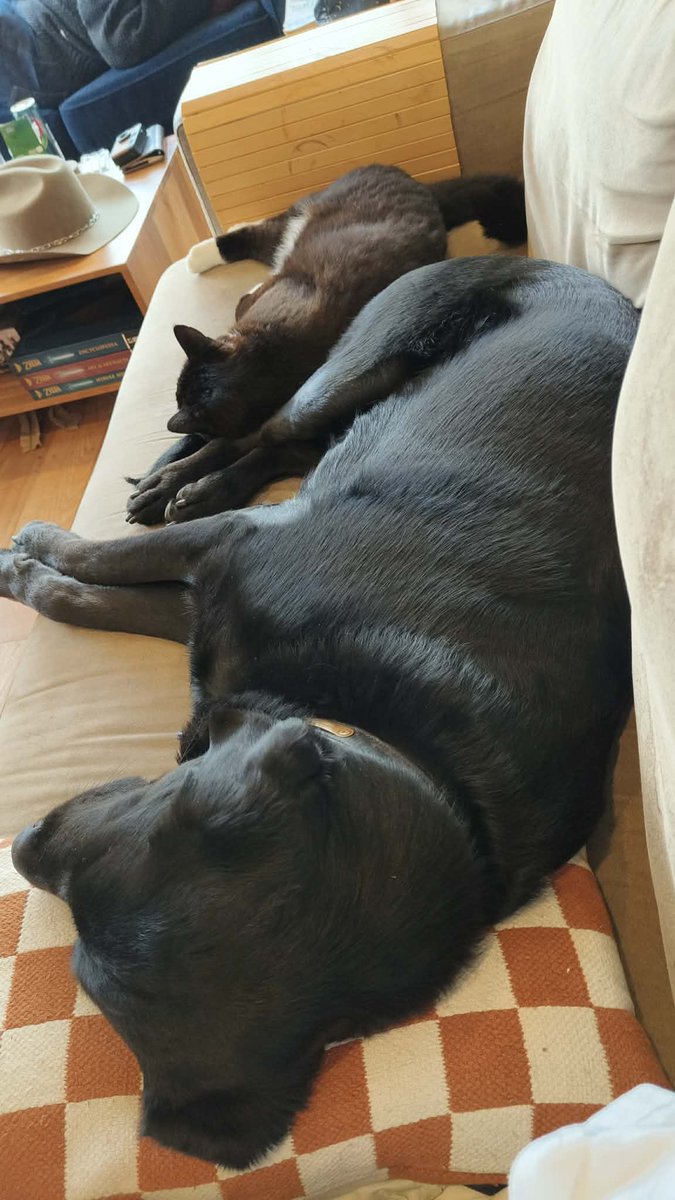 my babies