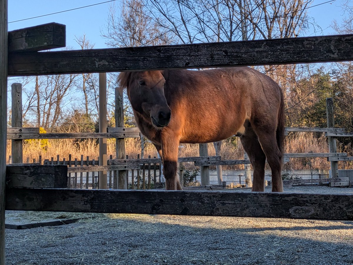 連休最後に多摩動物公園に遊びに来ました🫲🐘🫱
みんなのんびり過ごしてました😌
