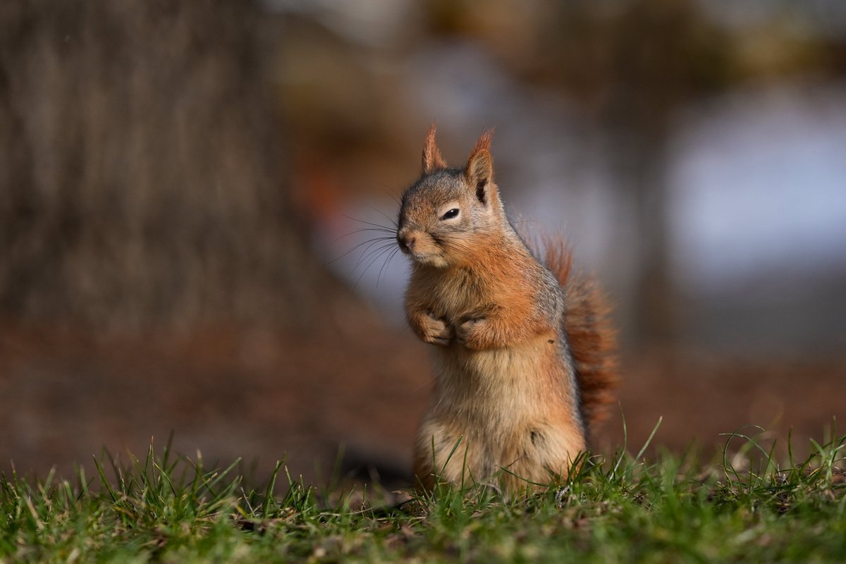 bpthaber's tweet photo. Ankara Seğmenler Parkı'nda yaşayan sincaplar görüntülendi.🐿️ https://t.co/BHDGJKPlv1