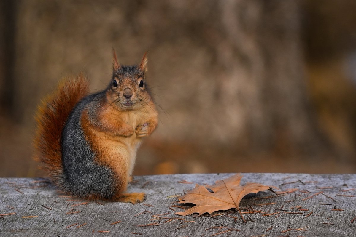 bpthaber's tweet photo. Ankara Seğmenler Parkı'nda yaşayan sincaplar görüntülendi.🐿️ https://t.co/BHDGJKPlv1