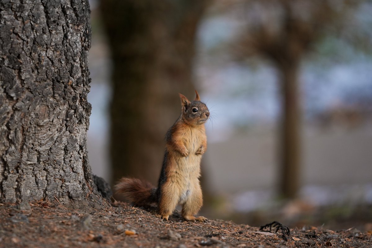 Ankara Seğmenler Parkı'nda yaşayan sincaplar görüntülendi.🐿️