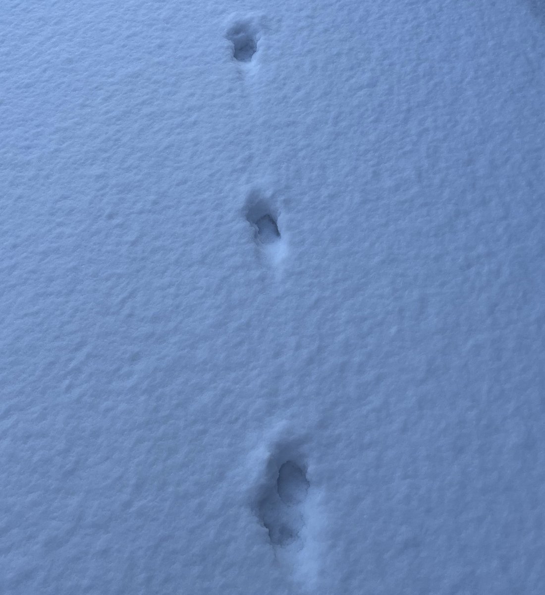 しばりん (@shiba_rin_) / Posts / X