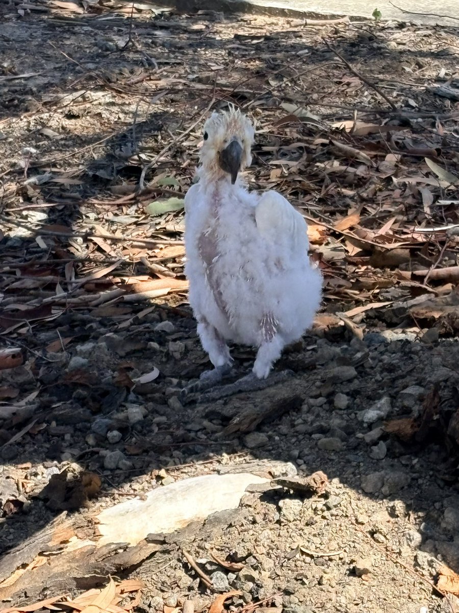 Say hello to my lil friend.

Found him in my yard. Dropped him to the vets for Wildlife rescue to collect him. 🦜