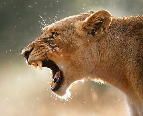 ItsRubiography's tweet photo. sherniiii ???? 🤔 
ohhh u mean rubinaaaa 🦁🔥

#RubinaDilaik https://t.co/XYoEQg6xK8