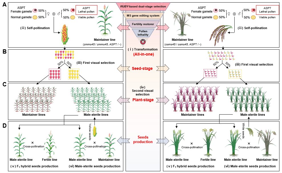 MPlantPCom's tweet image. An All-in-One Visual Selection System for Male-Sterile Line Production in Maize and Rice #resource #PlantCommunication cell.com/plant-communic…