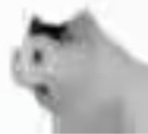 又要开始泡实验室了