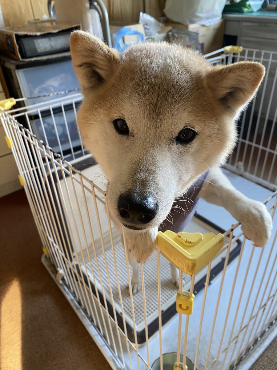 pIUTZLpK2sMuBA4's tweet photo. 新たなお家を探しています。

柴犬　11才　デコくん。

1人暮らしの飼い主様が病気になり近々デコくん手放さなければならなくてなりました。

デコくんを迎えて下さる方を募集中です。

どうかデコくんを助けて下さい。

よろしくお願いします。

#釧路　#柴犬　#里親探し https://t.co/Z3fW2fnnOz