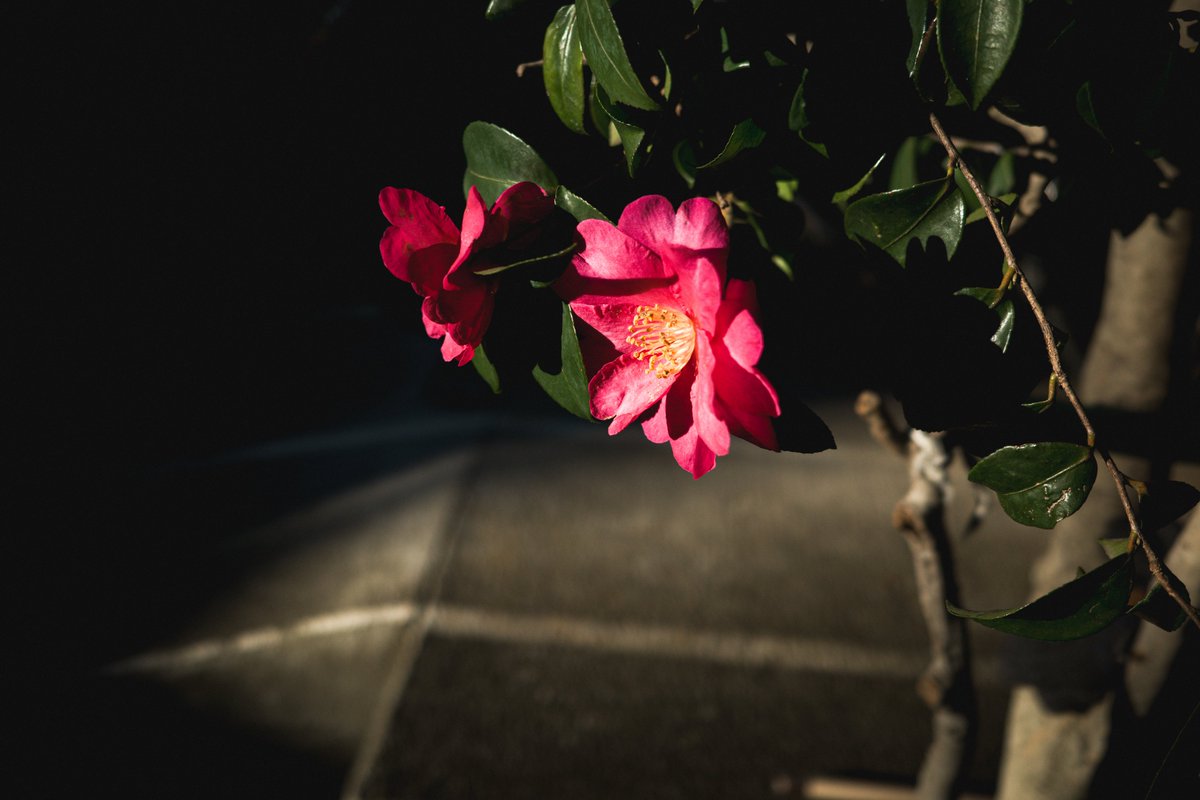 Koh (@caprice_koh) on Twitter photo 