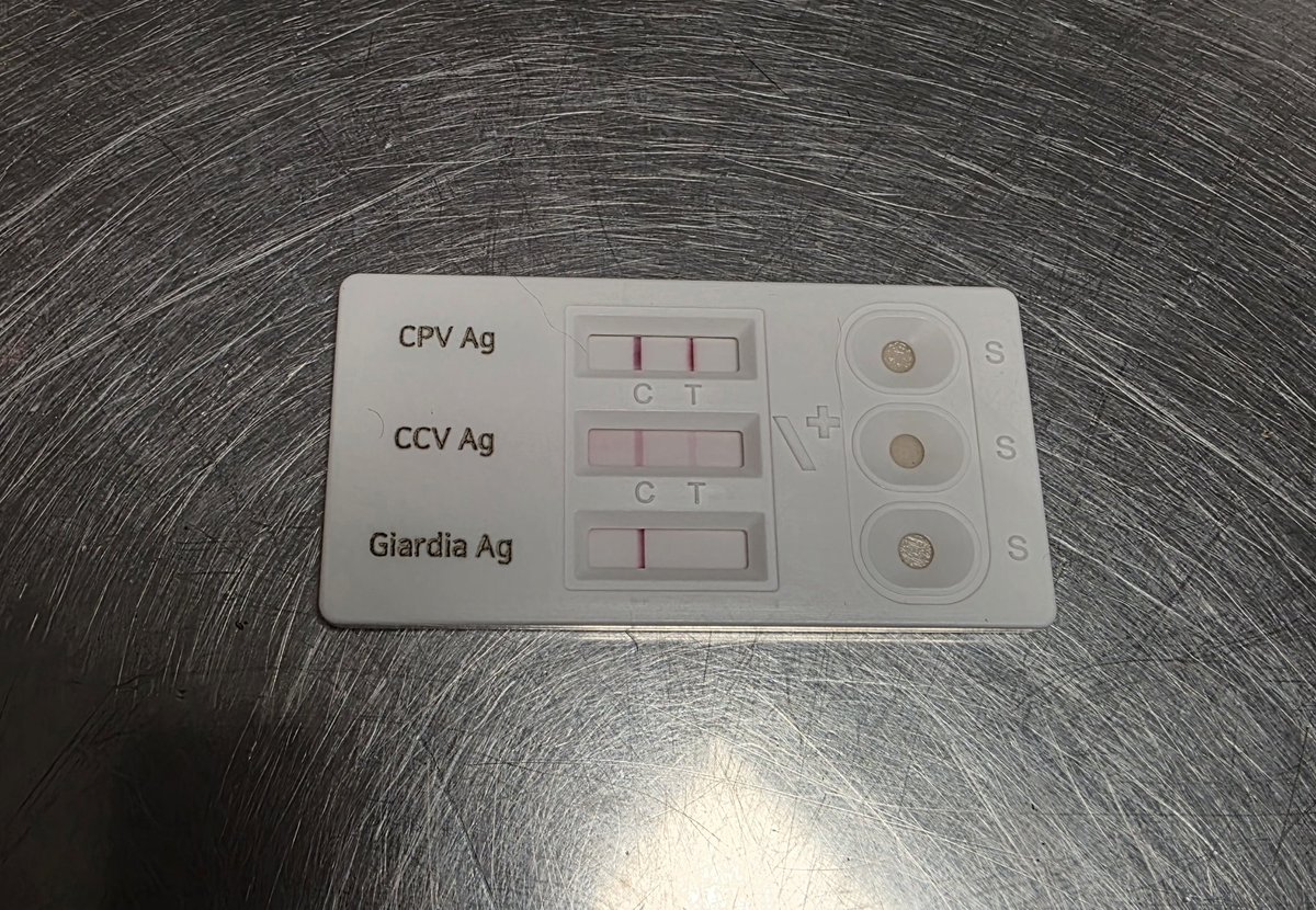 Paws2RescueUK tweet media