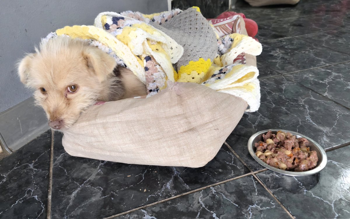 Paws2RescueUK tweet media