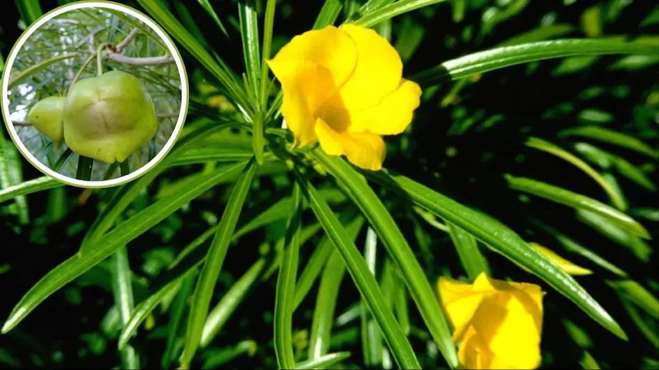 Srishti Vishwakarma tweet media